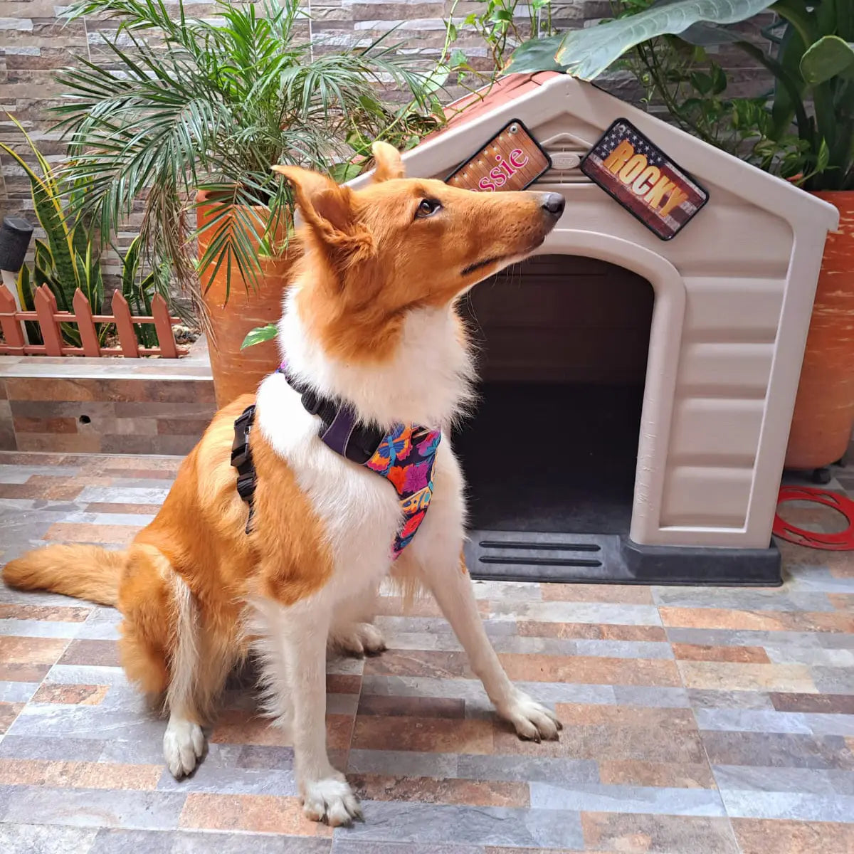 Kit Protección Plus Mariposas