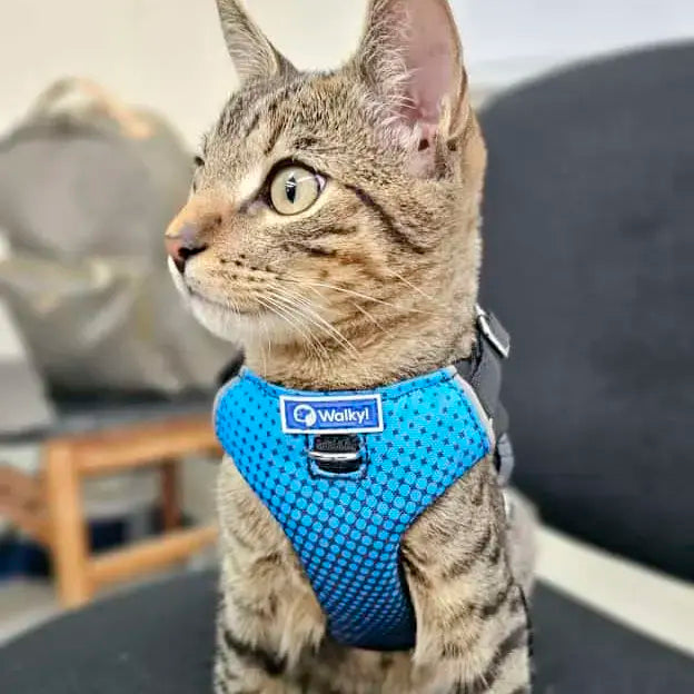 Pechera Personalizada Azul/Azul 2.0