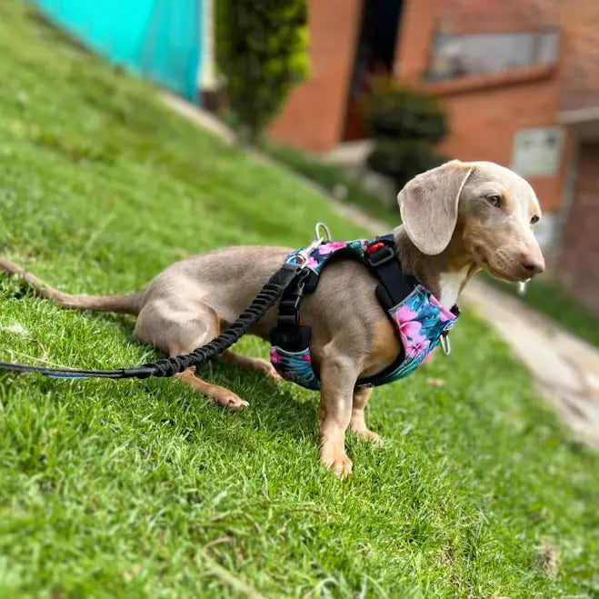 Kit Protección Plus Flores