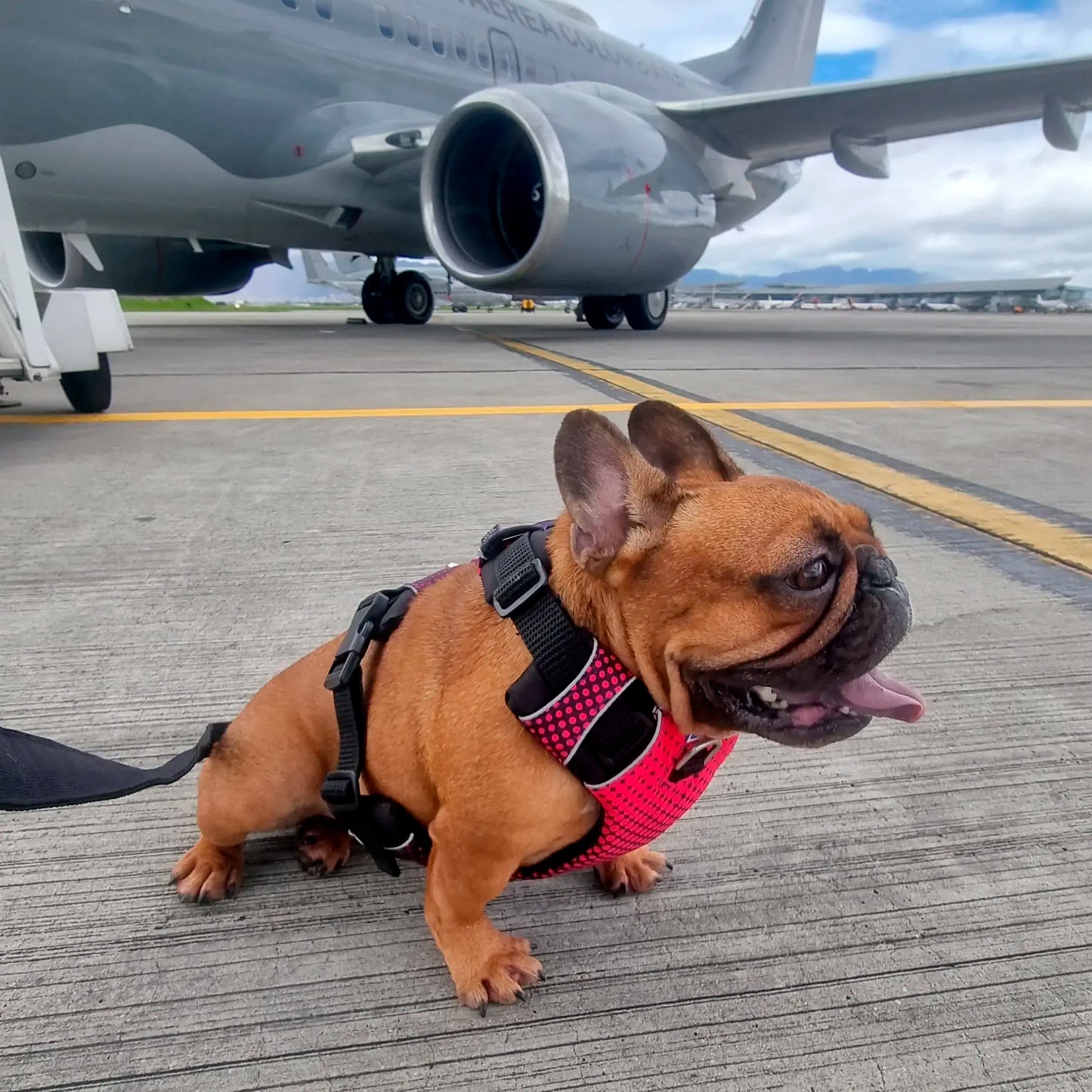 Kit Protección Plus Violeta/Fucsia